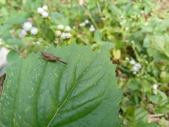 Tetrigidae