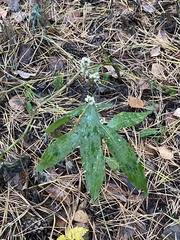 Persicaria