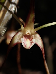 Dendrobium tetragonum