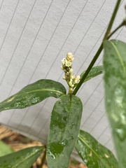 Persicaria