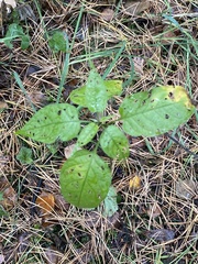 Solanum dulcamara