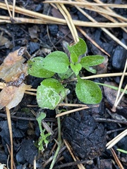 Moehringia trinervia