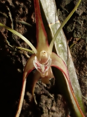 Dendrobium tetragonum