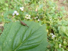 Tetrigidae