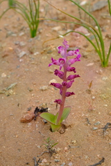 Lachenalia carnosa