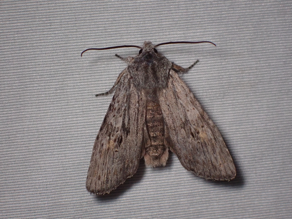 Lithophane contenta