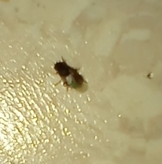 Insecta