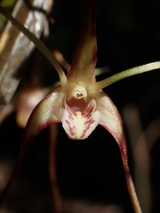 Dendrobium tetragonum