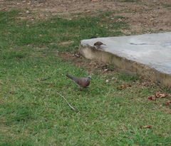 Streptopelia chinensis
