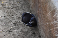 Cephalophus silvicultor