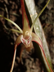 Dendrobium tetragonum