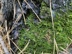 Bryophyta