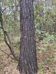 Pinus sylvestris