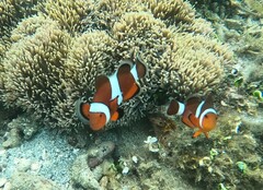 Amphiprion ocellaris