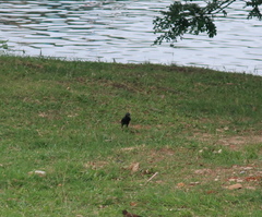 Aplonis panayensis