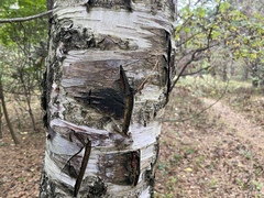 Betula pendula