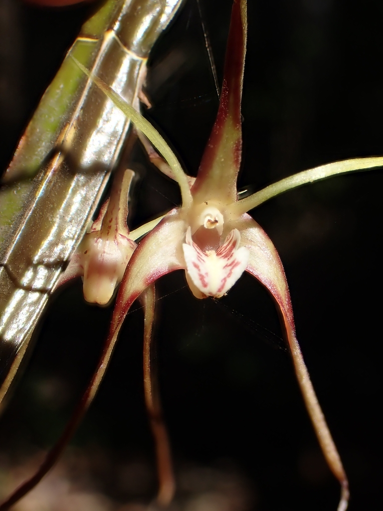 Tree Spider Orchid