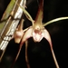 Tree Spider Orchid - Photo (c) Michelle Colpus, some rights reserved (CC BY-NC), uploaded by Michelle Colpus