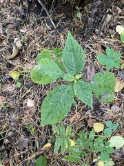 Impatiens parviflora