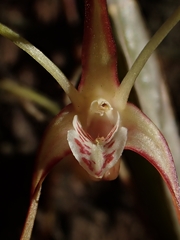 Dendrobium tetragonum