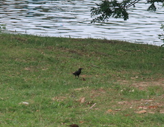 Aplonis panayensis