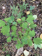 Chelidonium majus