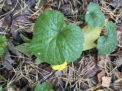 Geum