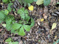 Geum
