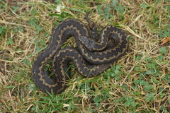 Vipera seoanei