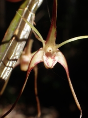 Dendrobium tetragonum