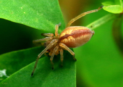 Cheiracanthium erraticum