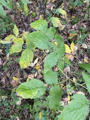 Rubus idaeus