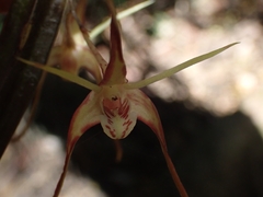 Dendrobium tetragonum