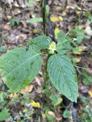 Impatiens parviflora