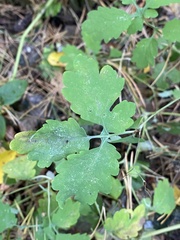 Chelidonium majus
