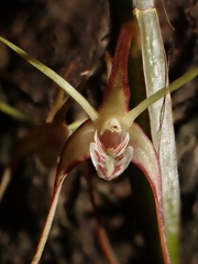 Dendrobium tetragonum