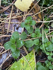 Moehringia trinervia
