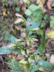 Solidago virgaurea