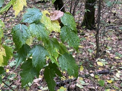 Acer ginnala