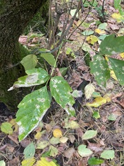 Acer negundo