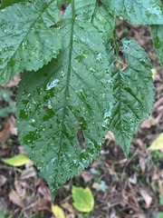 Prunus