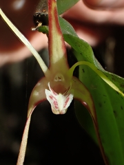 Dendrobium tetragonum