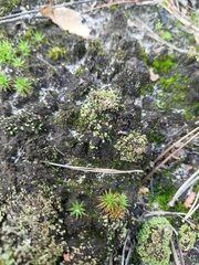 Cladonia fimbriata