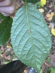 Prunus