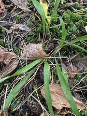 Luzula pilosa