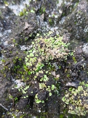 Cladonia fimbriata