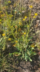 Centaurea chartolepis