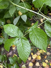 Rubus idaeus