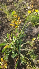 Centaurea chartolepis