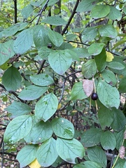 Cotoneaster lucidus